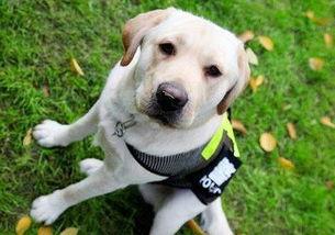 拉布拉多可以吃哈密瓜,哈密瓜的甜蜜诱惑