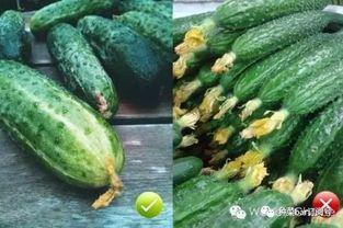 吃小瓜带花,探寻夏日消暑美食的奥秘