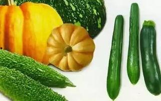 瓜种怎么吃,探索不同瓜类的独特食用方式