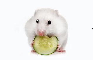 小苍鼠吃瓜,小苍鼠的夏日瓜果盛宴