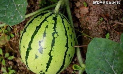 地里摘瓜怎么吃