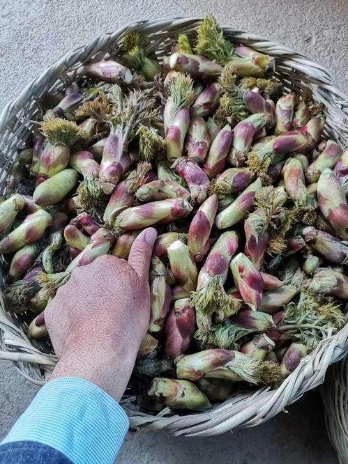 梦飞gmini吃瓜,揭秘吃瓜界的科技新宠