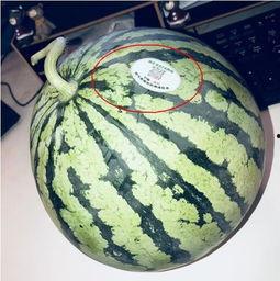 佛山网红吃瓜,揭秘幕后故事与热门话题