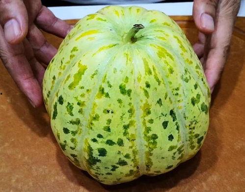 这几天吃瓜吃的有点多