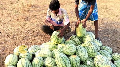 瓜地里摘瓜吃,尽享夏日清凉