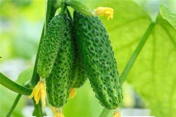 怎么吃生小瓜,探索清新口感与营养的完美结合