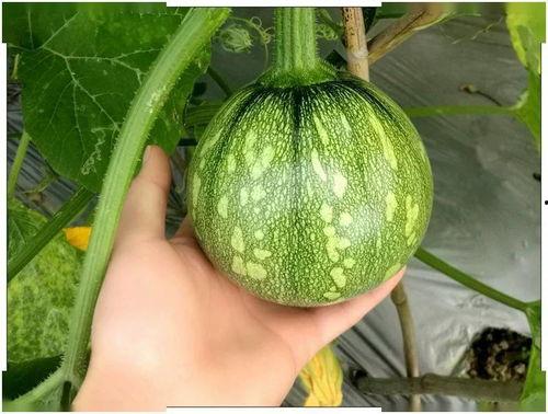 福建蒲瓜怎么吃,福建蒲瓜的多样食法探索