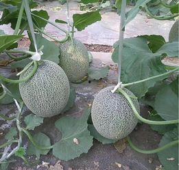 水果日吃哈密瓜,哈密瓜的甜蜜滋养之旅