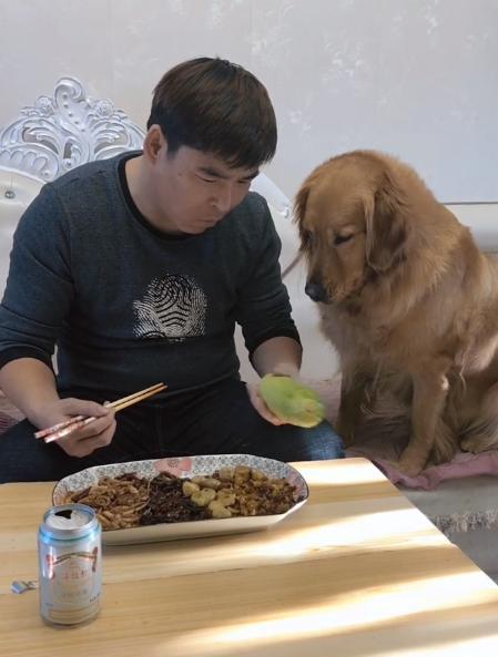 金毛和哈士奇吃瓜,金毛与哈士奇共享夏日瓜果乐