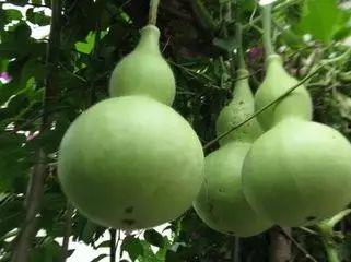 吃葫芦瓜感觉苦,葫芦瓜的独特风味体验