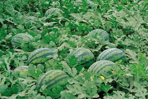 夏花吃瓜后续,揭秘娱乐圈背后的秘密与真相