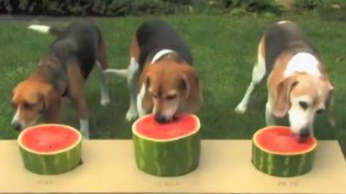 蒙阴吃瓜人狗,吃瓜人狗共舞的神秘故事