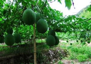 吊瓜怎样吃,探索吊瓜的美味之旅