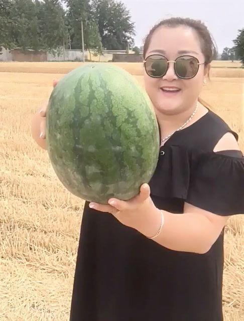 在瓜地里吃瓜搞笑,吃瓜引发的欢乐风波