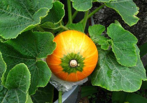 西洋蜜瓜怎么吃