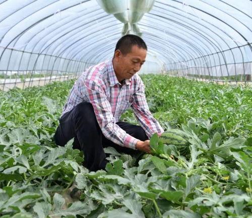 金乡金山吃瓜事件,一场引发热议的社区冲突纪实