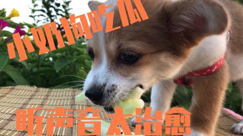 狗狗的吃瓜群众,揭秘宠物界的“八卦风云”