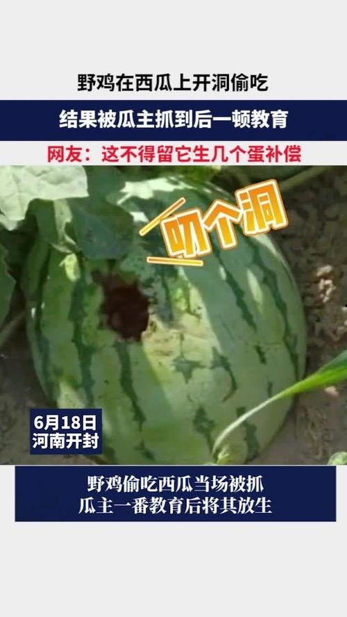 山鸡吃瓜,揭秘农村生活的趣味瞬间