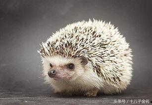 刺猬为啥喜欢吃瓜,揭秘刺猬为何偏爱瓜类美食