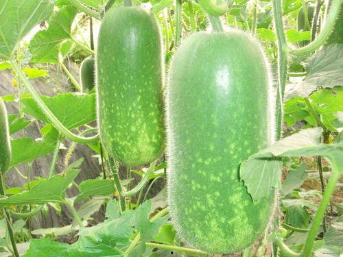 洛洛吃瓜后续,揭秘娱乐圈风云再起