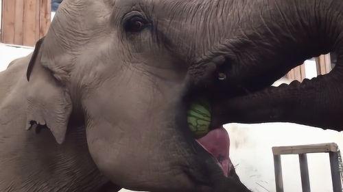 大象的吃瓜方式,揭秘巨兽的独特饮食习惯