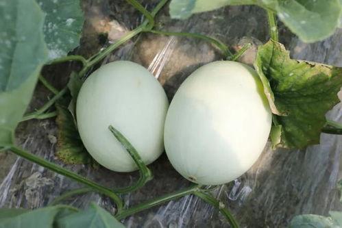 翡翠蜜瓜可以吃吗,美味可口的夏日佳果