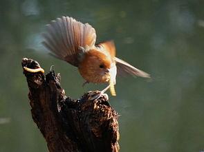 虫虫吃鸟瓜,一场生态界的奇妙邂逅