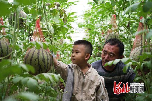 滦南吃瓜事件,一场引发社会热议的网络风波揭秘
