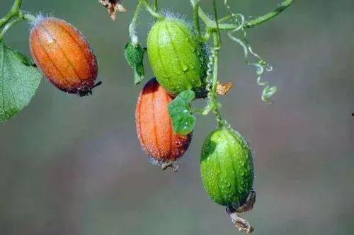 王瓜怎么吃最甜