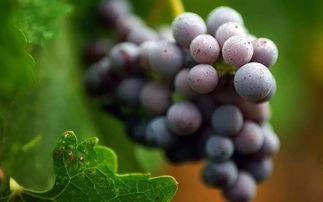 硬核吃瓜葡萄棚