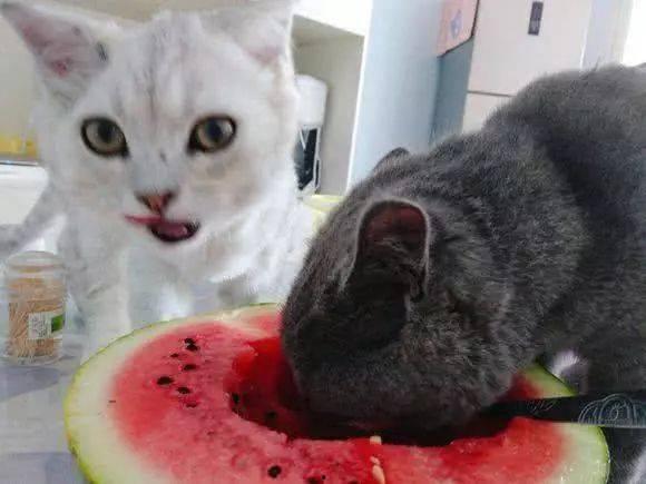 吃主人瓜的猫,揭秘吃主人瓜的猫的秘密生活