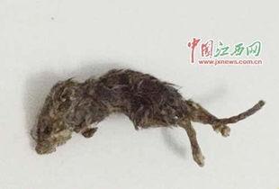 变异老鼠吃瓜视频,揭秘神秘生物的神秘生活