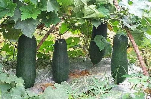 烟台金腰板吃瓜,揭秘瓜界新宠的传奇魅力